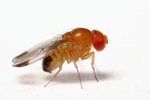 Drosophila biarmipes