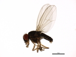 Drosophila miranda