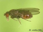 Drosophila virilis
