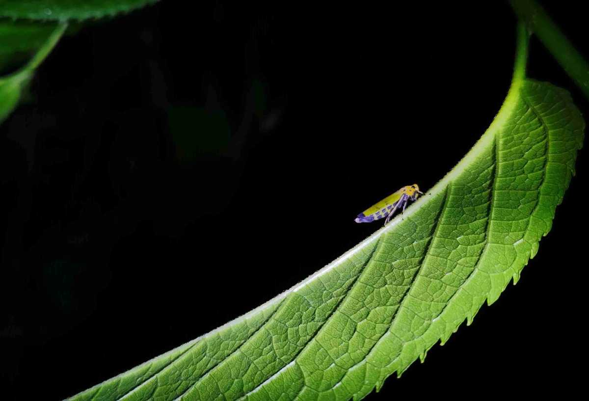 Inswaa Insect INSECTBASE